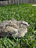 PEARL QUAIL/ EGG